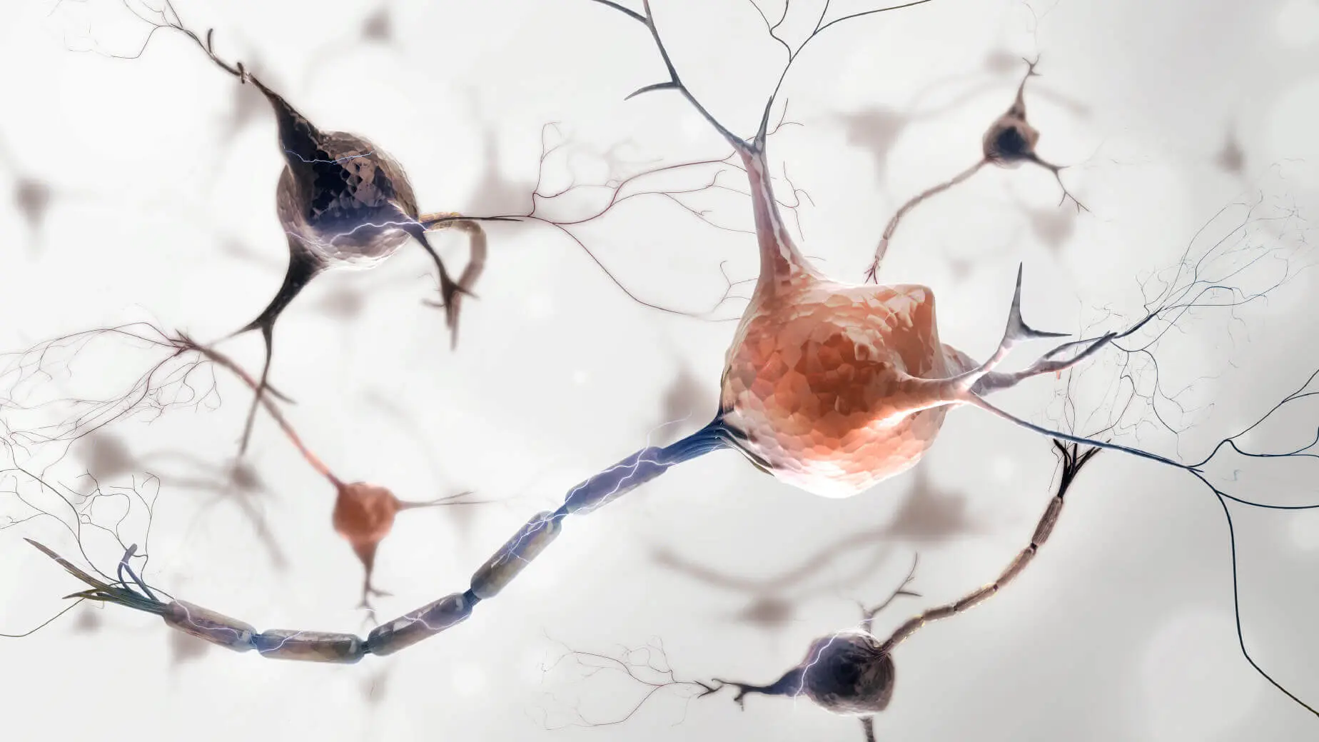Brain neurons