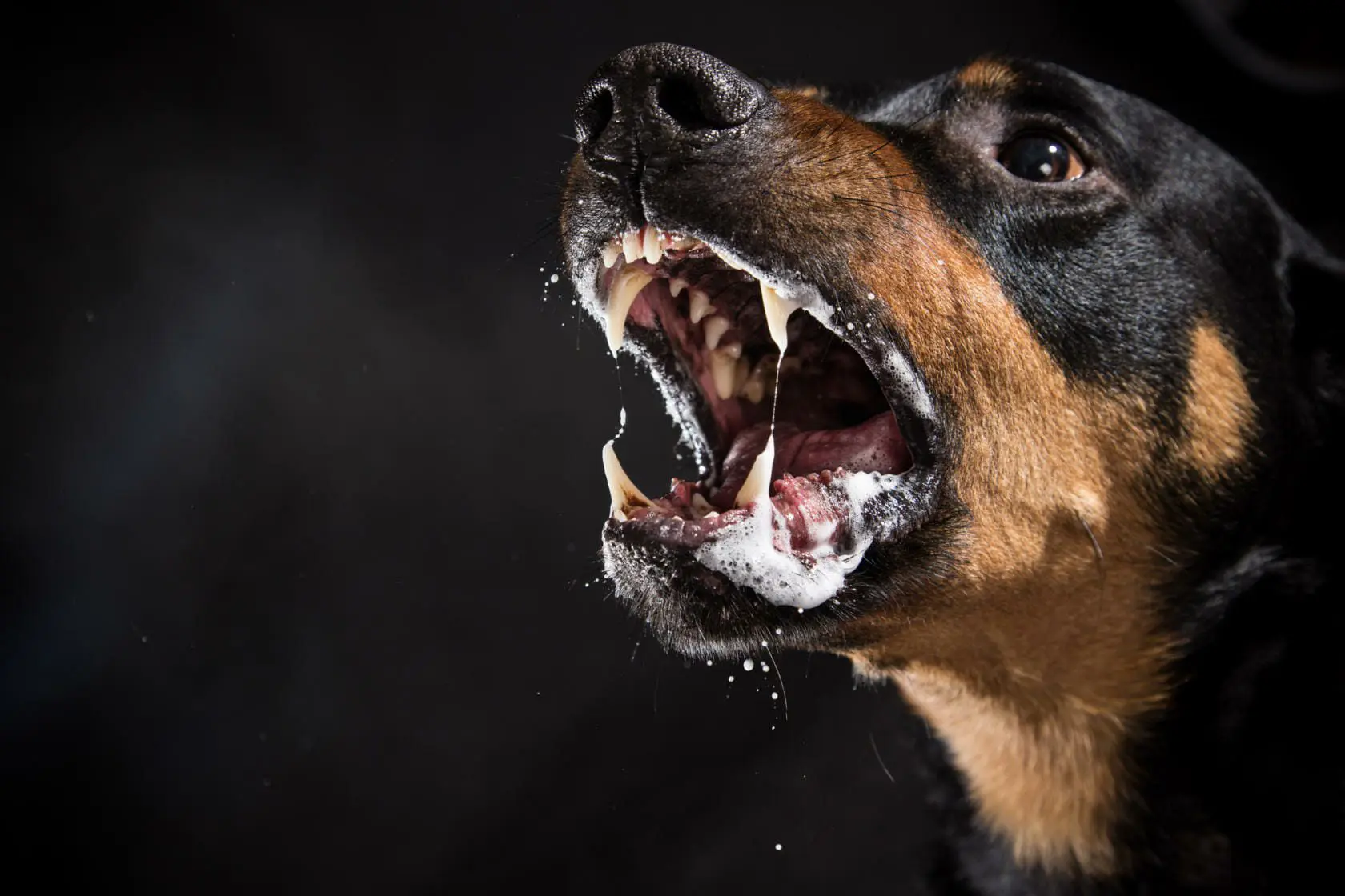Blog 16 Thomas J. Henry Dog Bite Injury Lawsuits