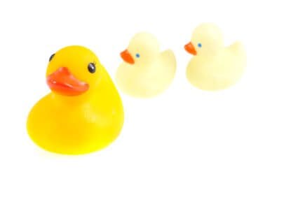 Three yellow rubber ducks