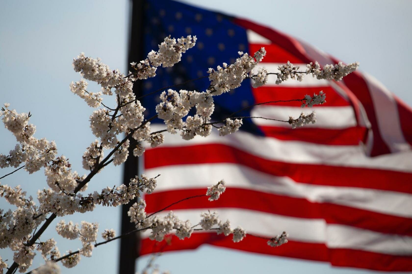 Rear-End Collisions in Texas: Who's Really at Fault? 12 Rear-End Collisions in Texas: Who's Really at Fault? american flag flower july 4th 1093645 1 scaled