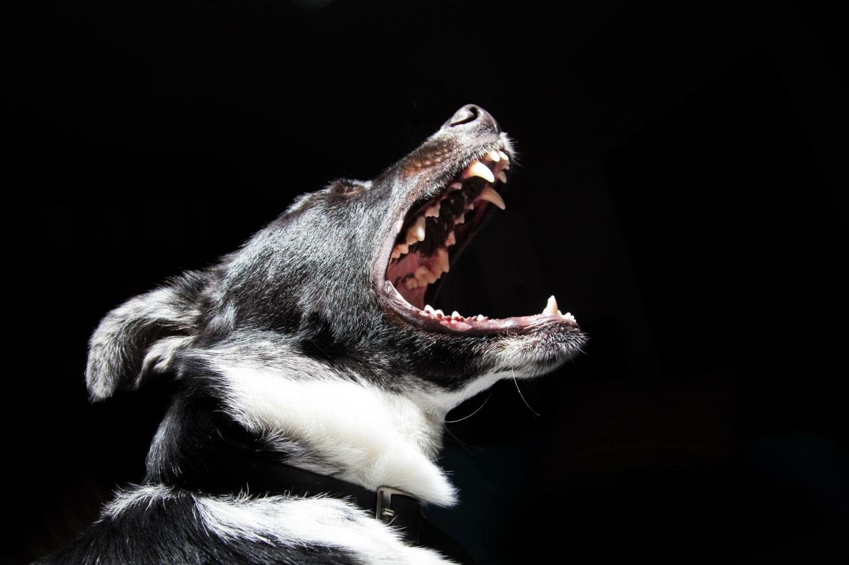 What to Do After a Dog Bite 1 Dog barking in black background